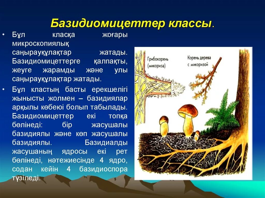 У некоторых грибов нити грибницы представляют собой. Микориза жизненный цикл. Микори это в биологии. Образуют микоризу с корневыми растениями. Микориза жизненный цикл макеты для школ.