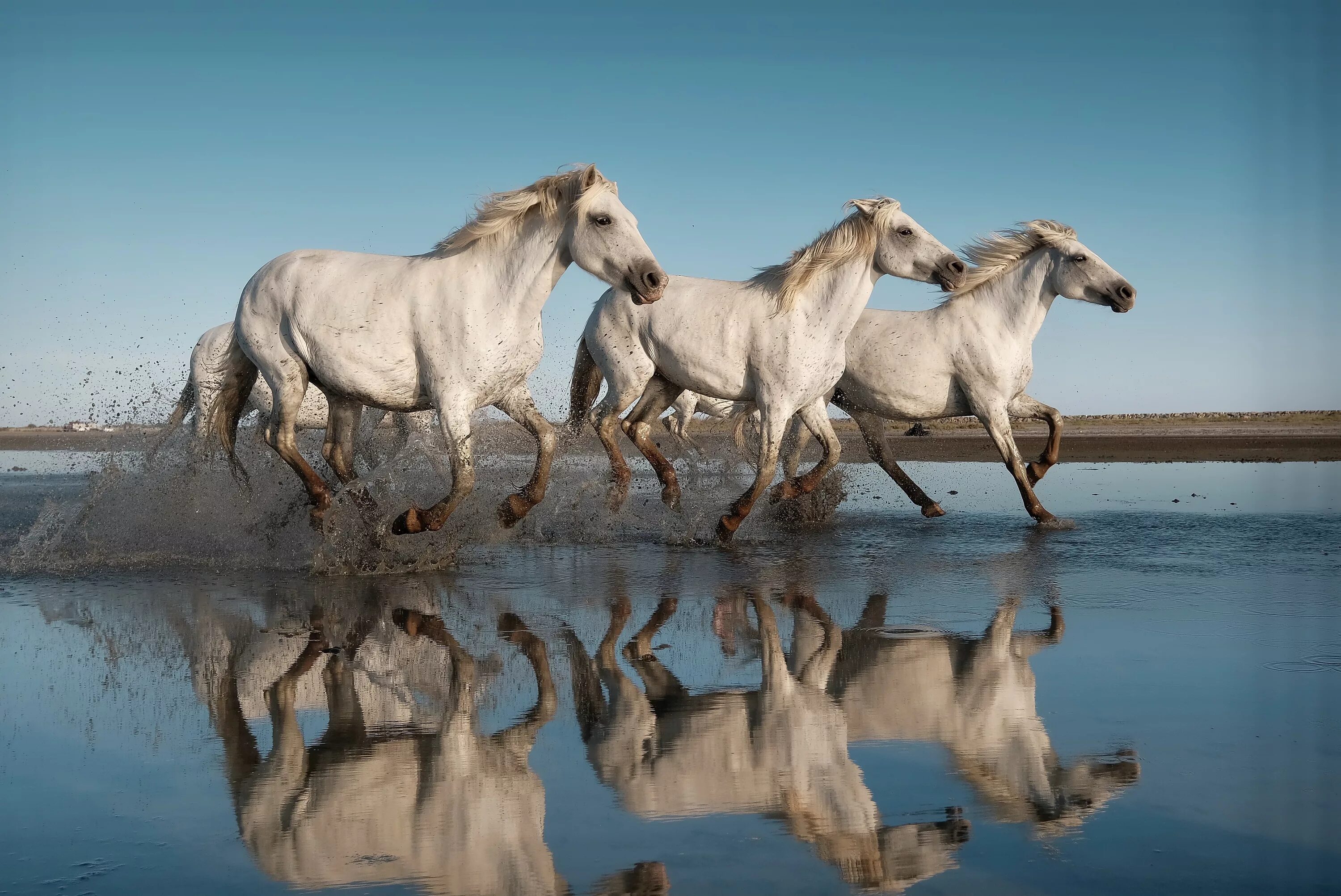 0 horses. Камаргу порода лошадей. Камаргу морские лошади. Дончак порода лошадей. Лошадь бежит.