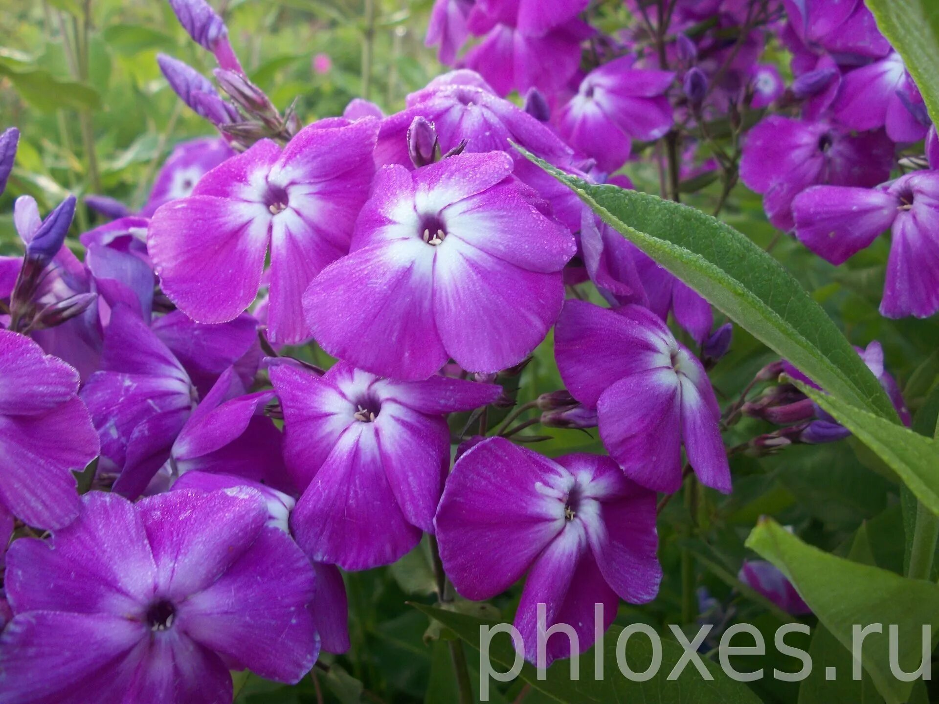 селекция флоксов. селекция флоксов. селекция флоксов. селекция флоксов. флокс сорт кардинал.