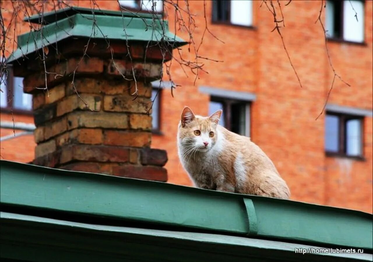 Спустившись с кровли кот сказал. Кот на крыше. Кошечка на крыше. Рыжий кот на крыше. Коты на крыше в деревне.