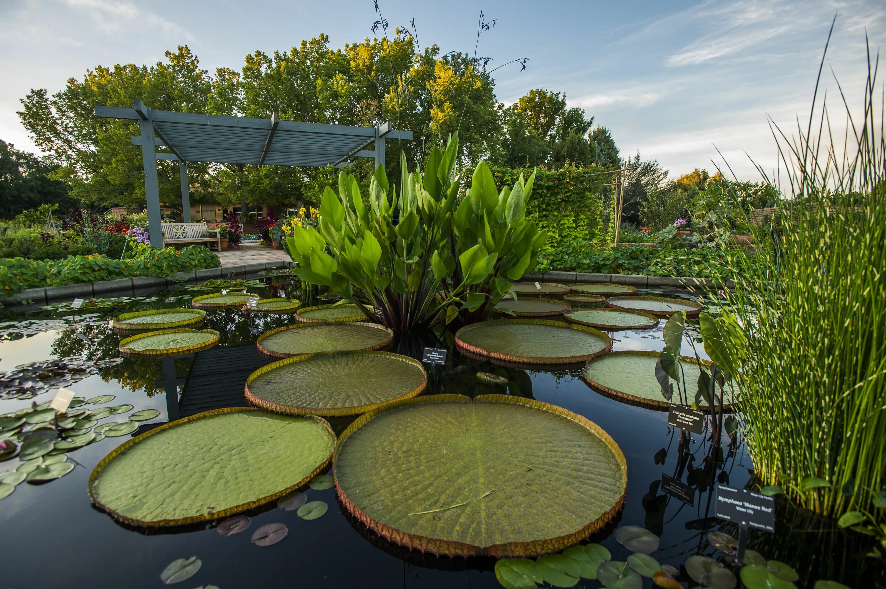 Royal botanic garden edinburgh. Ботанический сад (singapore botanic gardens). Ботанический сад эдинбурга. Национальный ботанический сад вашингтон. Королевский ботанический сад кью в англии.