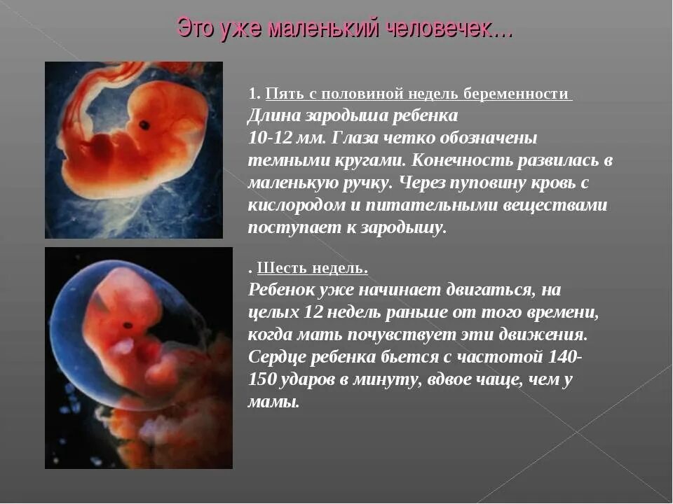 Токсикоз на 6 неделе. Эмбрион 5 недель от зачатия. Эмбрион на 5 неделе беременности. Размер ребенка в 5 недель.