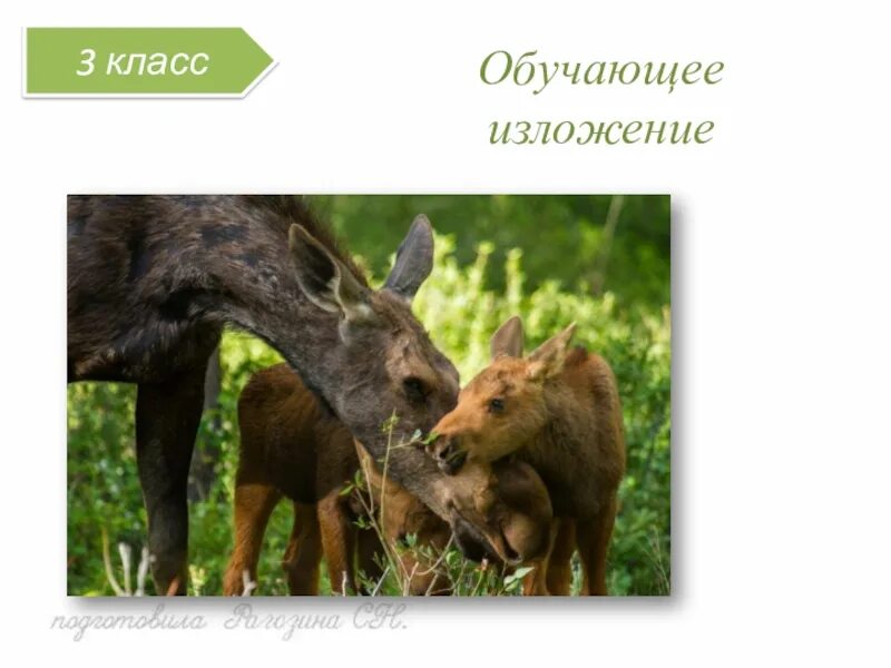 Лосиха текст. Изложение лось 3 класс. Лось описание животного. Текст про лося. Лосиха и лосенок изложение.