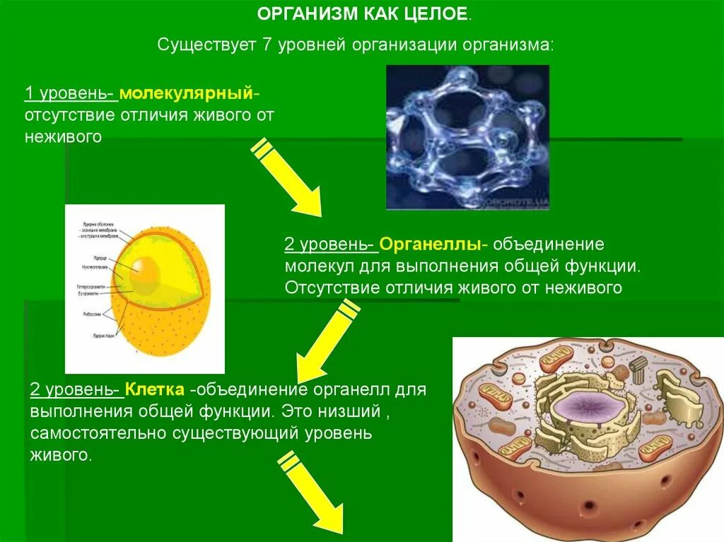 Уровень организации тела. Уровни организации организма. Клетка уровни организации организма человека. Уровни развития организмов. Уровни организации живого организма анатомия.