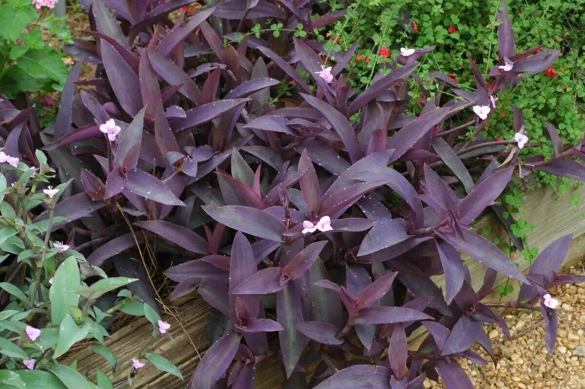 Темно фиолетовые листья растение. Сеткреазия пурпурная. Традесканция сеткреазия. Традесканция Setcreasea рurpurea. Сектриазия пурпуровая.