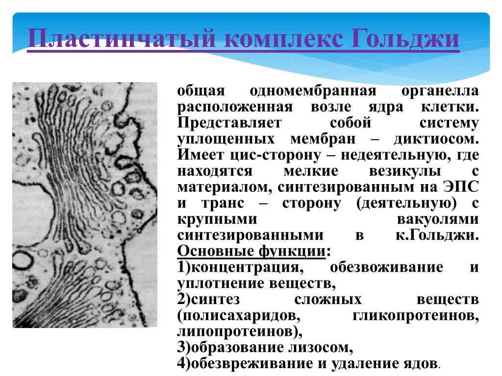 Функции пластинчатого комплекса Гольджи. Функции комплекса Гольджи гистология. Структура пластинчатого комплекса. Пластинчатый комплекс строение и функции. Пластинчатый комплекс