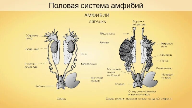 Строение половой системы земноводных. Строение мочеполовой системы земноводных. Мочеполовая система самки лягушки. Половая и выделительная система амфибий. Женская половая система животных