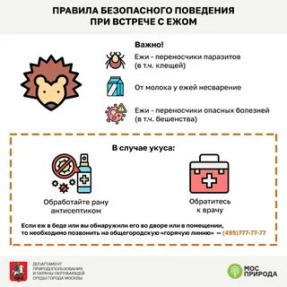 Ежи переносчики бешенства
