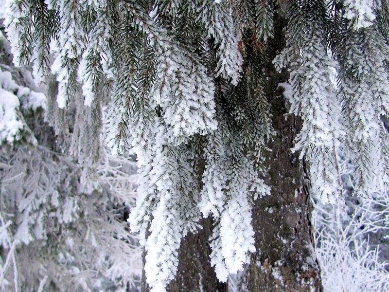 кристаллическая изморозь. зимние кружева на деревьях. снежные кружева на деревьях как бахрома. снежные кружева. кружева на снегу.