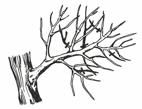 Рыхление приствольного круга деревьев. Окапывание деревьев. Apricot pruning. Стелющаяся крона яблони. Сук от дерева.