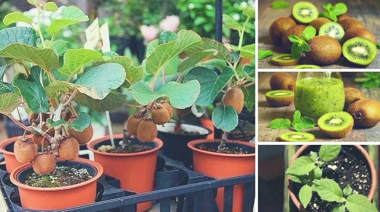 Как растет киви в домашних условиях фото The 15 Easy Ways to Grow Veggies and Fruitful Daily News