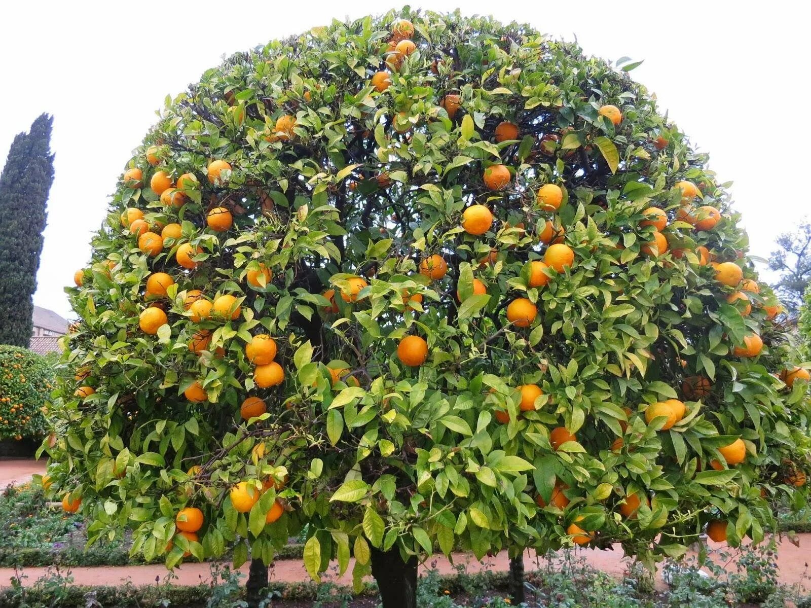Апельсин растет в россии