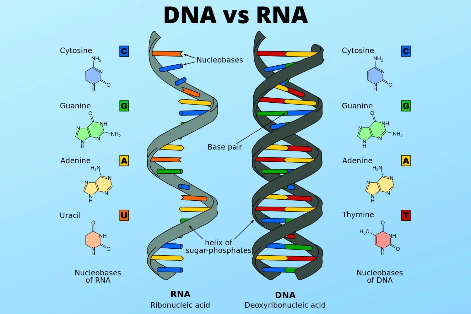 DNA vs RNA. Изображение ДНК. Молекула ДНК. ДНК И РНК.