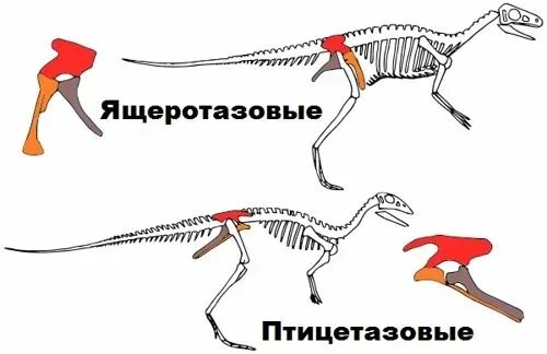 Птицы произошли от птицетазовых динозавров. Строение таза динозавров. птицетазовые и ящеротазовые динозавры. ящеротазовые динозавры. строение динозавра.