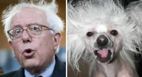 You are dog now