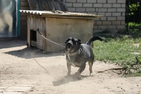 Собака на цепи