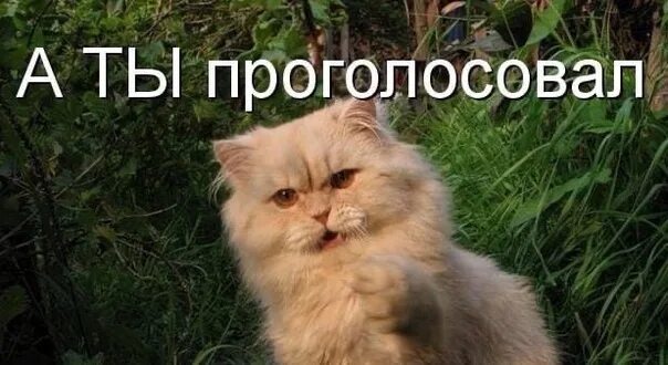Что если за тебя проголосовали