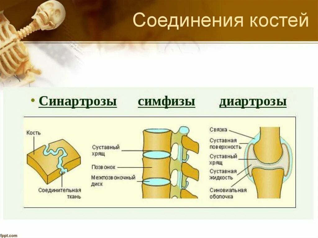 Сустав 2 соединение костей. Полуподвижное соединение костей рисунок. Типы соединения костей человека рисунок. Строение полуподвижного соединения костей. Три способа соединения костей 3 класс.