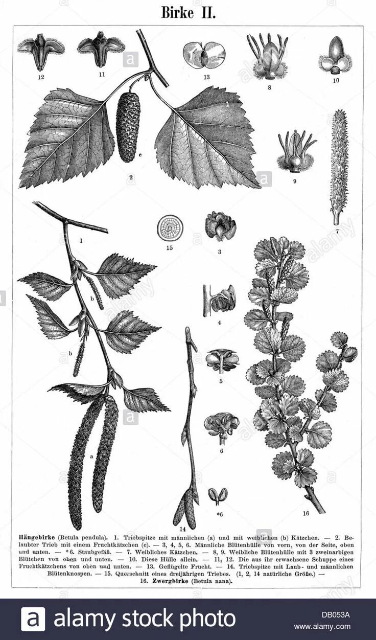 Береза простая или сложная. Строение сложных листьев. Береза простая или сложная. Лист простой и сложный рисунок. Простые листья.