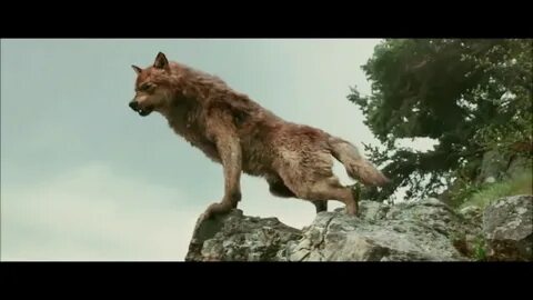 Слушать клипы волк