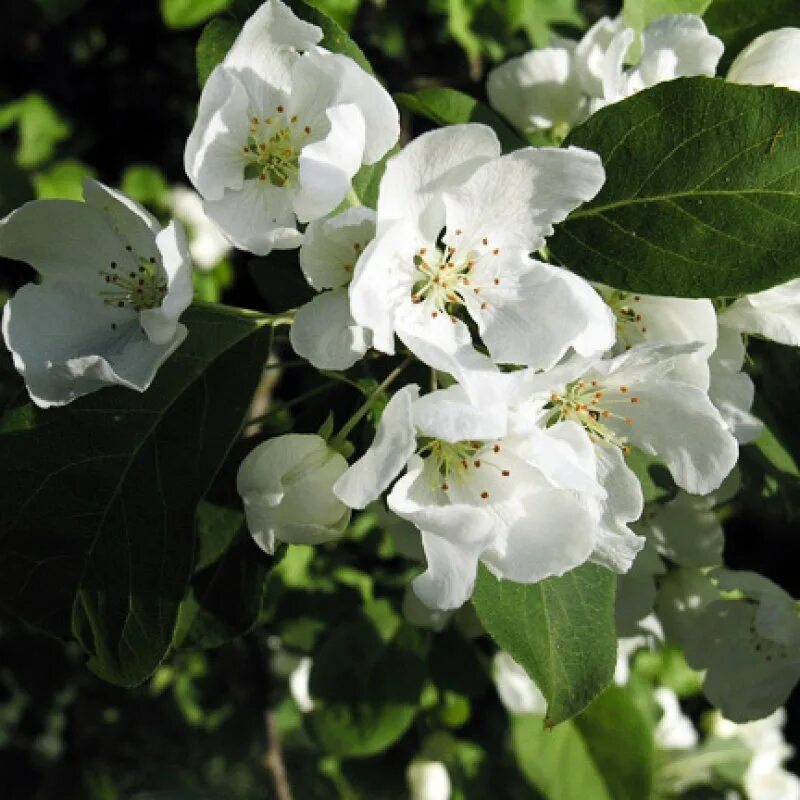 Malus mandshurica. Яблоня маньчжурская. Яблоня Ягодная Malus baccata. Яблоня обильноцветущая Malus floribunda. Яблоня флорибунда