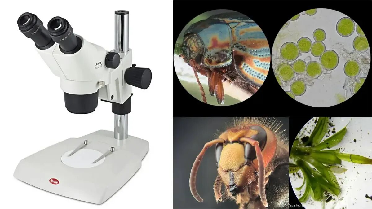 С помощью лупы можно рассмотреть. Микроскоп a1454540w. Цифровой микроскоп бинокулярный (с камерой). Бинокулярный микроскоп Levenhuk 625. Микроскоп Миктрон 20с.