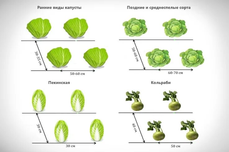 Схема посадки капусты белокочанной поздней. Схема посадки капусты белокочанной в открытом грунте. Схема посадки капусты в открытый грунт рассадой белокочанной. Схема посадки поздней белокочанной капусты в открытом.