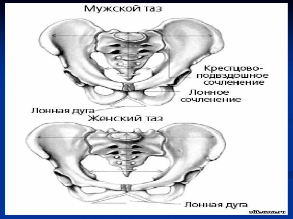 Мужской таз. Мужской и женский таз. Мужской таз в разрезе. Женский таз и мужской таз.