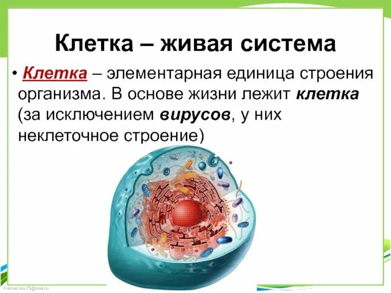 Почему клетка маленькая. Клетка структурная единица организма. Клетка для презентации. Клетка единица живого. Клетка Живая система.