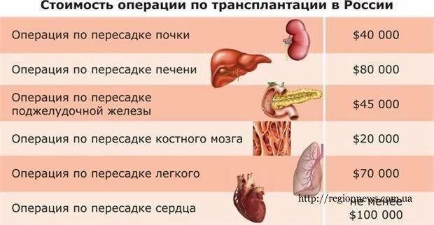 Самый дорогой орган человека. Сколько стоит почка. Сколько стоит почка человека. Сколько стоит человеческая почка.