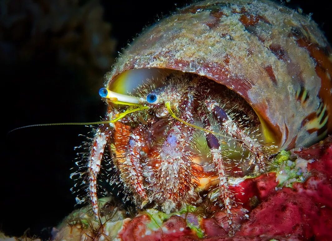 Морские подводные обитатели