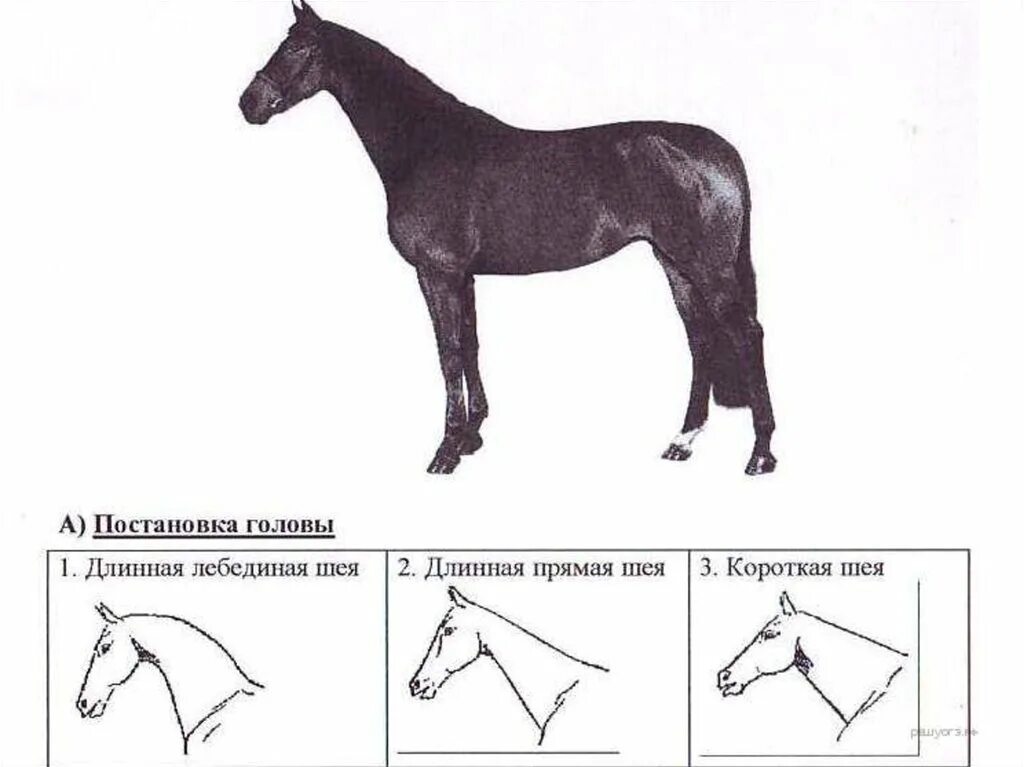 Длинная прямая шея у лошади. Рассмотрите фотографию лошади породы Вестфальская. Форма головы лошади по профилю. Вестфальская лошадь форма головы. Постановка задних конечностей у лошади.