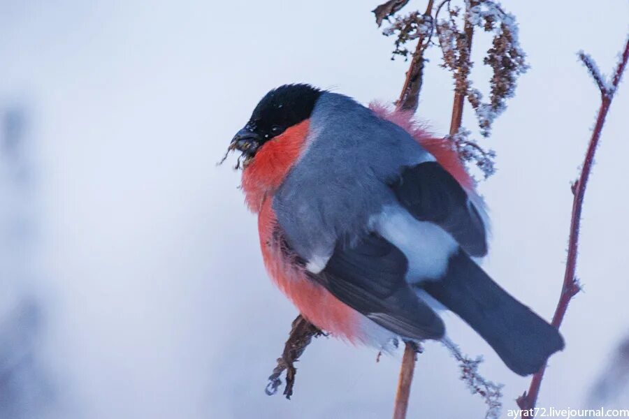 10 снегирей. 10 снегирей. 28 февраля последний день зимы картинки. 10 снегирей. Снегири на снегу.