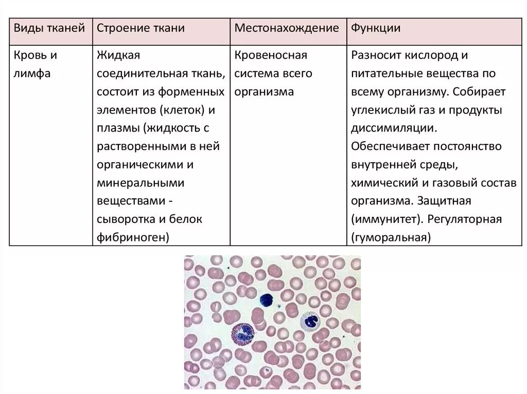 Соединительная ткань кровь особенности строения и функции. Собственно соединительная ткань строение и функции таблица. Кровь соединительная ткань строение. Соединительная ткань строение ткани.
