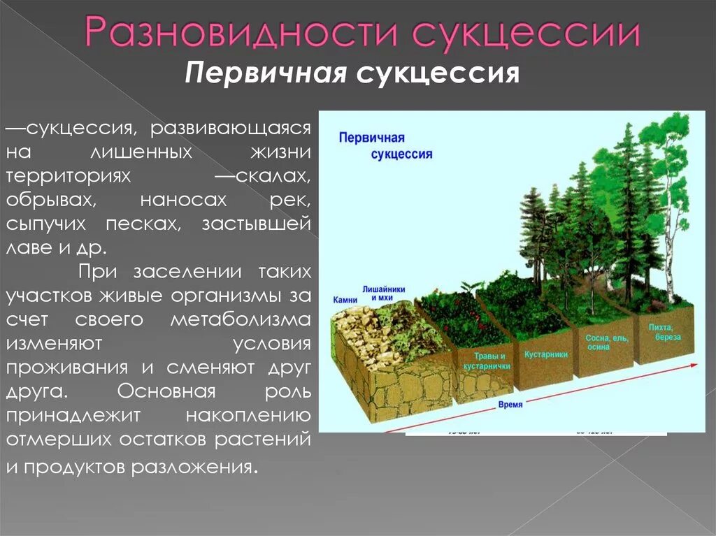 Сукцессия студариум. Причины вторичной сукцессии. Первичные сукцессии таблица. Сукцессия первичная сукцессия. Какой вариант сукцессии представлен на рисунке