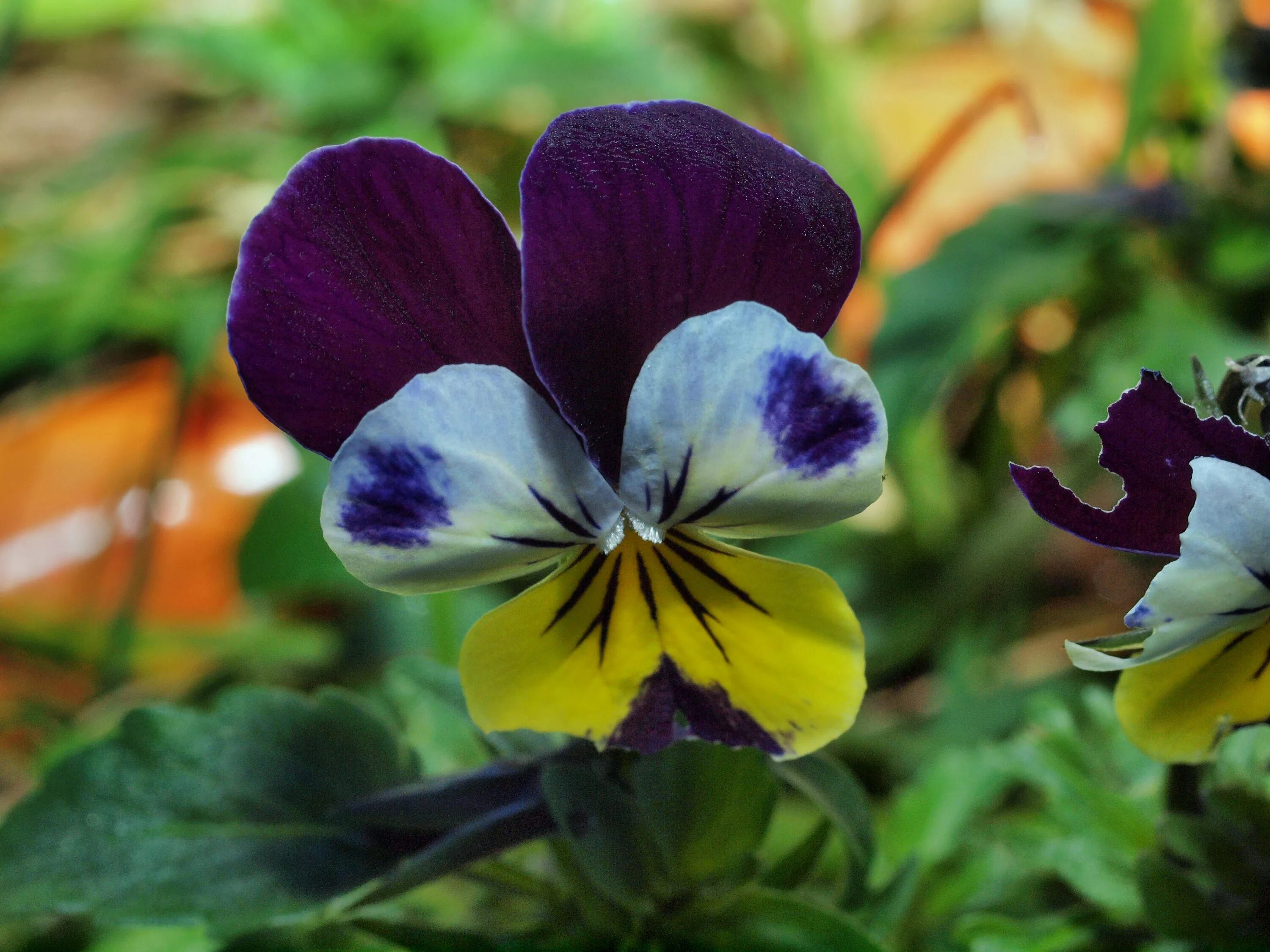На какое растение похожа фиалка трехцветная. Фиалка трехцветная Viola Tricolor. Фиалка трехцветная (Виола Триколор). Анютины глазки, Виола трехцветная. Виола фиалка Анютины глазки.
