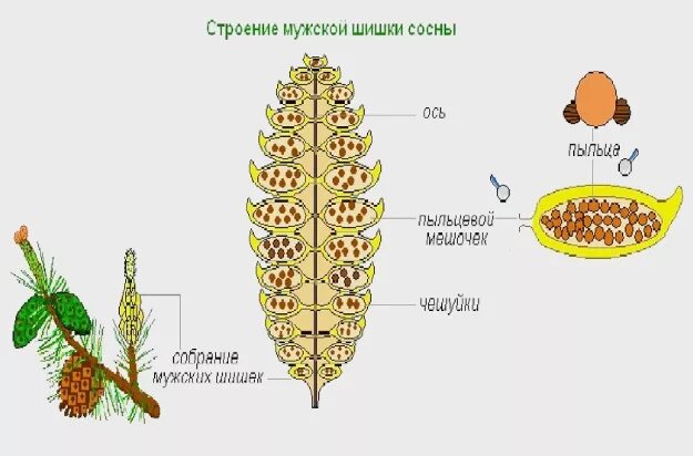 Продольный срез мужской шишки сосны обыкновенной. Строение пыльцы шишки сосны. Продольный разрез мужской шишки сосны обыкновенной. Строение пыльцы мужской шишки сосны. Пыльца с воздушными мешками