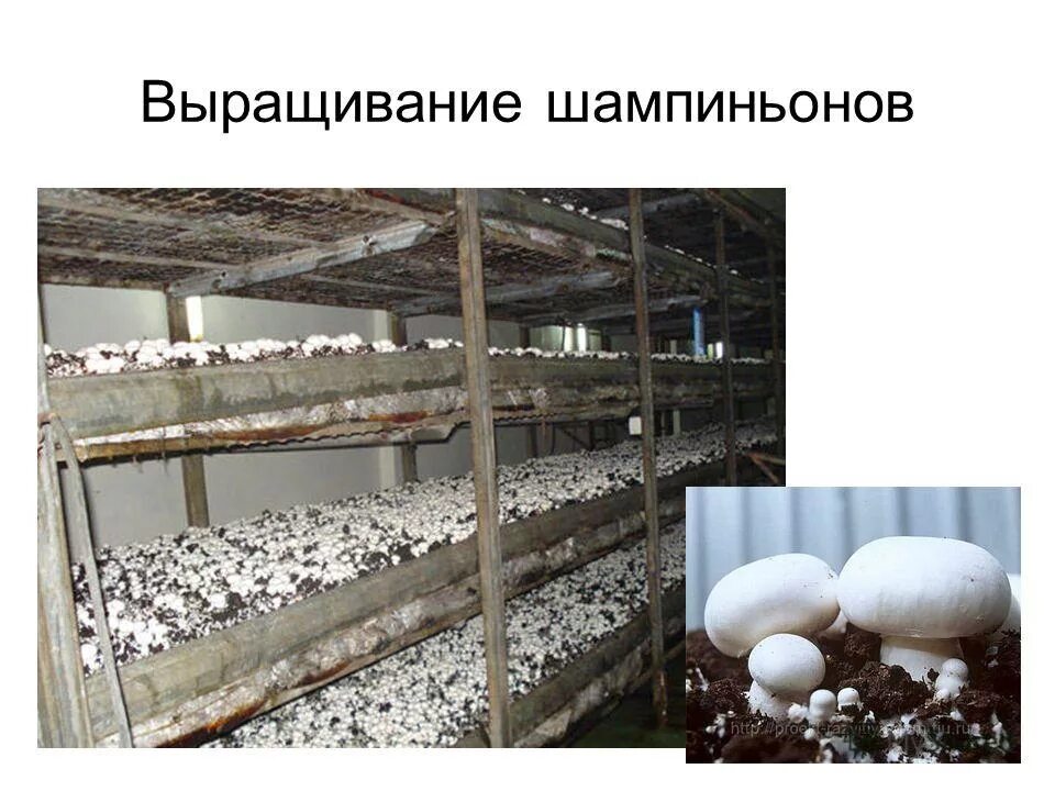Проект по биологии выращивание грибов 7 класс Со скольки лет можно шампиньоны