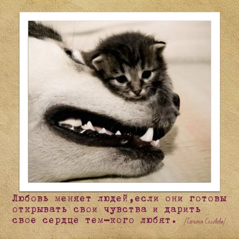 Любовь изменит мир