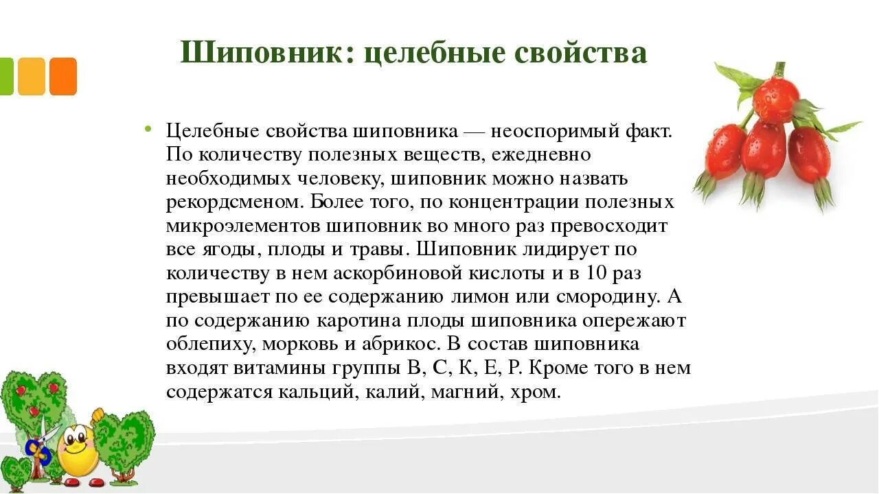 Вред шиповника для мужчин. Характеристика плода шиповника. Чем полезен шиповник. Шиповник чем полезен для организма. Шиповник полезные свойства.