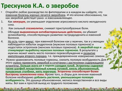 Зверобой противопоказания для женщин