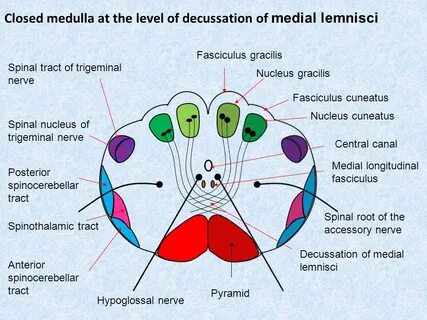 Fasciculus gracilis