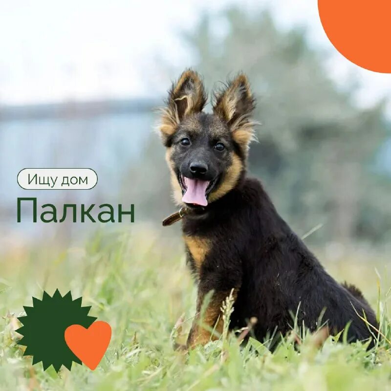 Палкан. Собака охранник для дома. Каргопольская глиняная игрушка полкан. Пес. Каргопольская игрушка полкан.