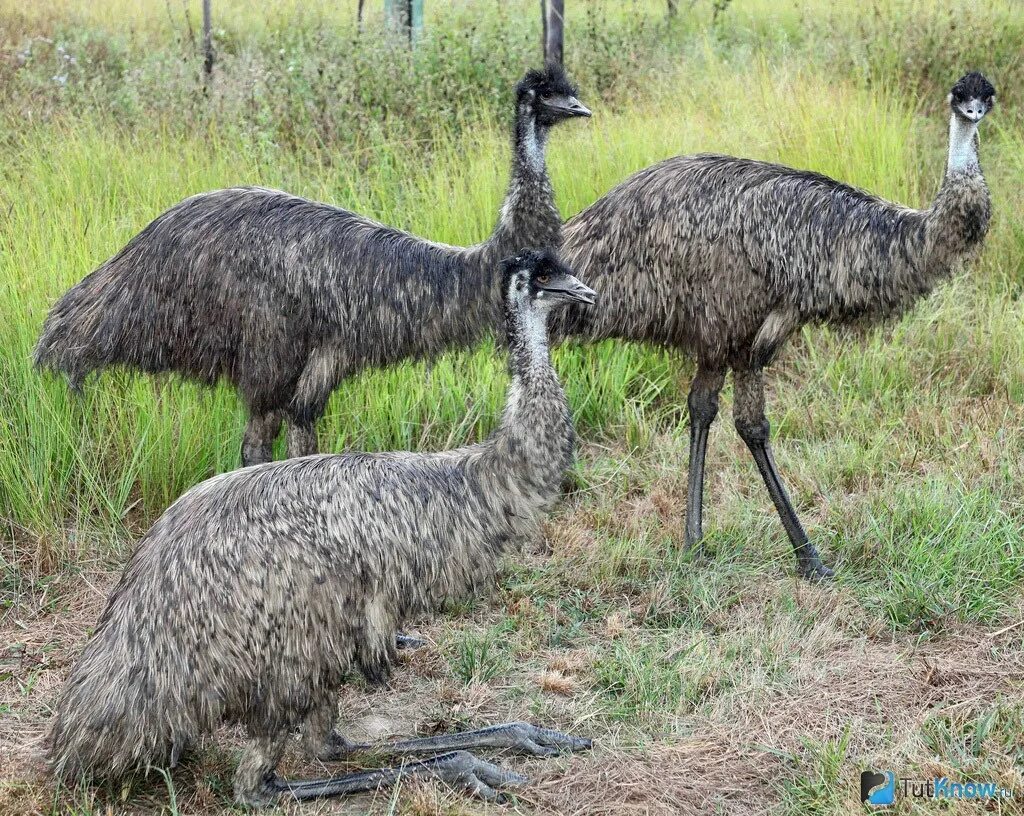 Emu o