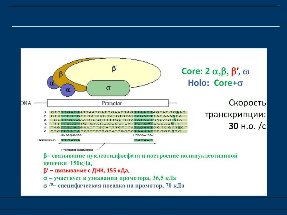Молекула рнк полимеразы. Строение рнк полимеразы у эукариот. функции субъединиц рнк-полимеразы. структура холофермента рнк полимеразы. рнк полимераза прокариот структура.