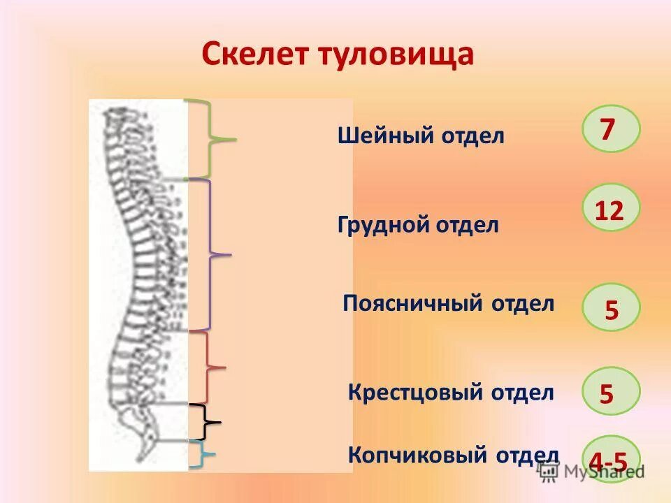 таблица отделы тела отделы скелета. анатомия костей туловища позвоночный столб грудина ребра. позвоночный столб строение функции. скелет туловища позвонки анатомия. основные отделы и строения скелета человека.