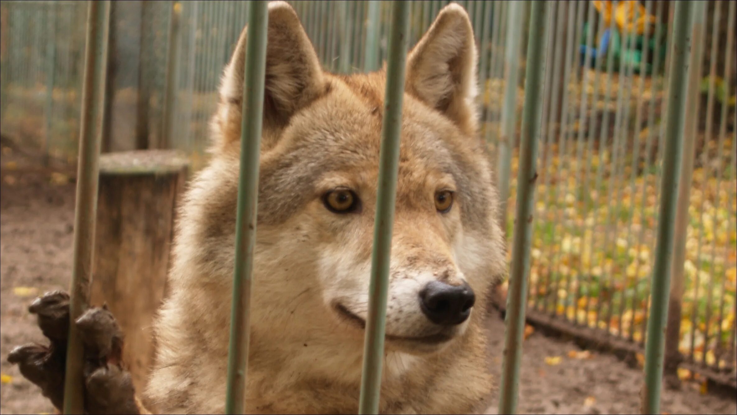 Wolf животные в зоопарке. Animal in Cage. Cage for animal in zoopark. Mad animal in the Cage.