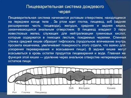 Органы дыхания дождевого червя