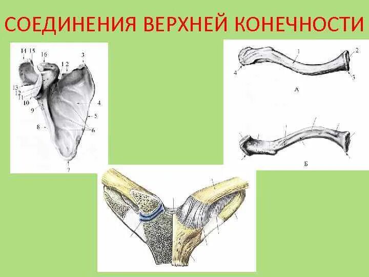 Соединения костей верхней конечности. Строение и соединения костей пояса верхней конечности.. Соединение костей свободной верхней конечности. Соединение костей свободной верхней конечности анатомия.