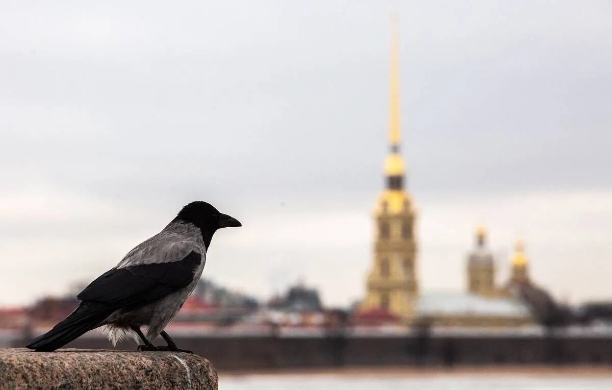 Вороны в Санкт-Петербурге. Вороны в городе. Вороны в Питере. Ворона городская. Воронов шел по улице